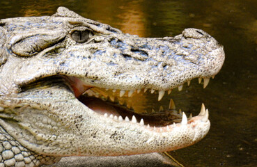 Obraz premium Very close up photo of an alligators or river crocodile at Iguazu Falls 
