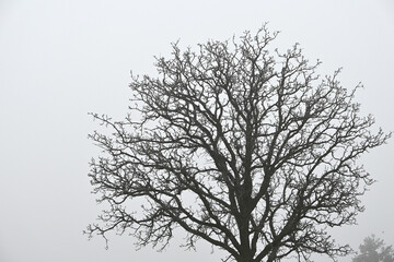 Leafless Tree in the Fog
