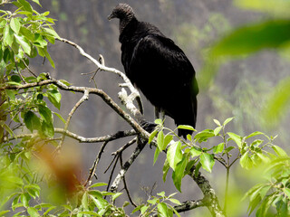 Black vulture perched on a branch near Iguazu National Park. 