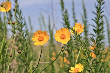 河川敷に咲くオオキンケイギク