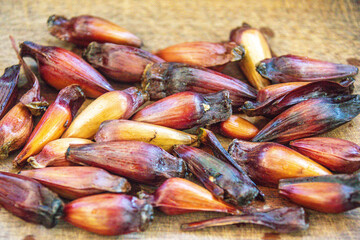 Pine nut fruit of Araucaria angustifolia, typical of the cold regions of Brazil