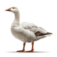 Goose on white background, in the style of graphic design minimalistic, animated gifs, simplicity, colors, white background 