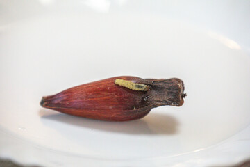 Borer larva (Cydia araucariae) of the pine nut fruit of Araucaria angustifolia