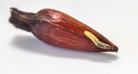 Borer larva (Cydia araucariae) of the pine nut fruit of Araucaria angustifolia