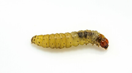 Borer larva (Cydia araucariae) of the pine nut fruit of Araucaria angustifolia