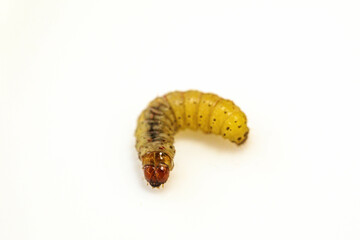 Borer larva (Cydia araucariae) of the pine nut fruit of Araucaria angustifolia