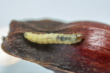 Borer larva (Cydia araucariae) of the pine nut fruit of Araucaria angustifolia