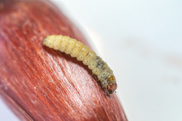 Borer larva (Cydia araucariae) of the pine nut fruit of Araucaria angustifolia