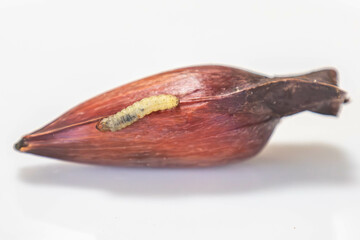 Borer larva (Cydia araucariae) of the pine nut fruit of Araucaria angustifolia