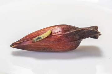Borer larva (Cydia araucariae) of the pine nut fruit of Araucaria angustifolia