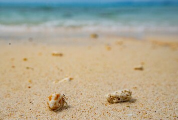 hermit crab on beach 