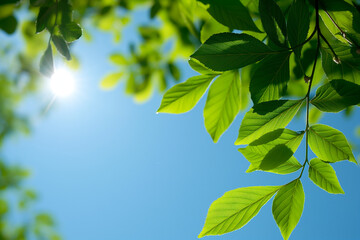 landscape from below, green leaves against the clear blue sky with the sun shining through the leaves, closeup, photorealistic // ai-generated 