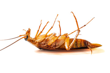 a poisoned and dying cockroach on white background close up at horizontal composition