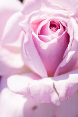 Obraz premium 薔薇