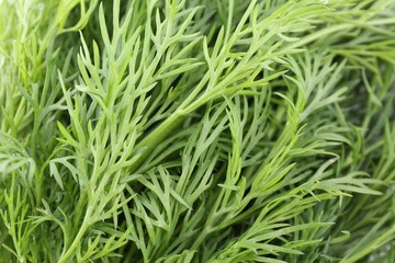 Fototapeta premium Sprigs of fresh dill as background, closeup view
