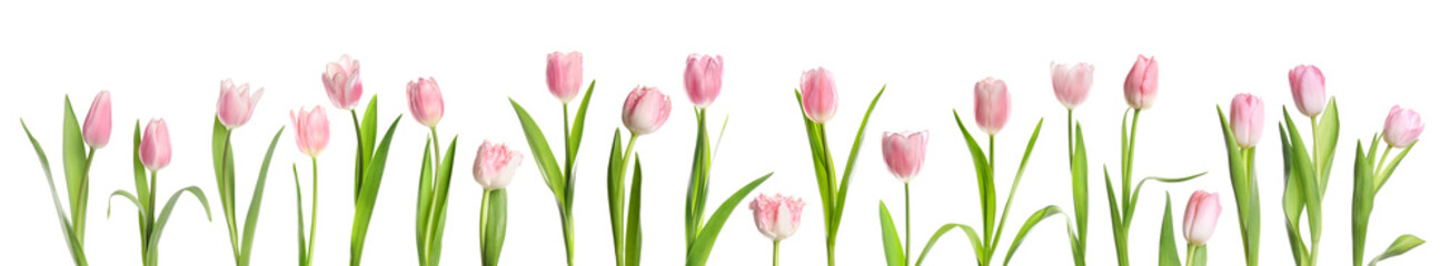 Beautiful pink tulips isolated on white, set