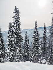 Wintery forest landscape with snow-covered trees in mountainous region on a cloudy day
