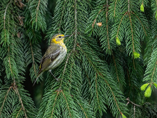 Female Cape May Warbler on spruce tree in Spring