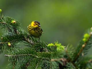 Male Cape May Warbler on spruce tree in Spring