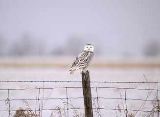 Female Snowy Owl on farm fence post in Winter