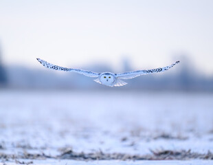 Female Snowy Owl in flight over farm field covered in snow
