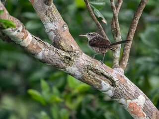 Thrush-like Wren on tree trunk in Ecuador
