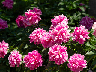 植物園に咲くピンク色のシャクヤク