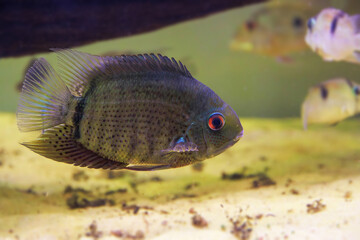GREEN SEVERUM FRESHWATER FISH - (HEROS SEVERUS)