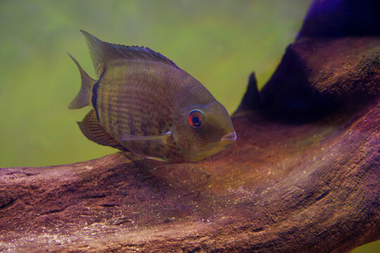 GREEN SEVERUM FRESHWATER FISH - (HEROS SEVERUS)