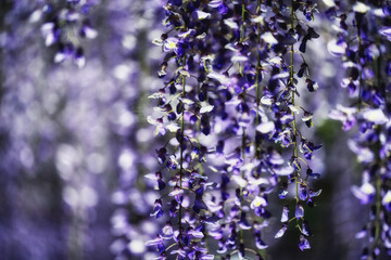 ライトアップされた藤の花