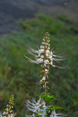 The purplish white cat's whisker flower (Orthosiphon aristatus) is an alternative ingredient for traditional herbal medicine