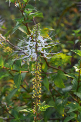 The purplish white cat's whisker flower (Orthosiphon aristatus) is an alternative ingredient for traditional herbal medicine