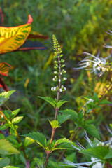 The purplish white cat's whisker flower (Orthosiphon aristatus) is an alternative ingredient for traditional herbal medicine
