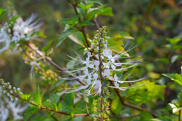 The purplish white cat's whisker flower (Orthosiphon aristatus) is an alternative ingredient for traditional herbal medicine