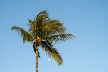 Romantic sky in paradise, moon and palm trees in reflected warm light of setting sun against a clear blue sky
