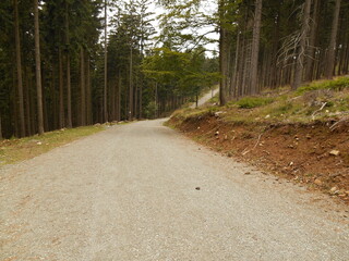Road in forest.