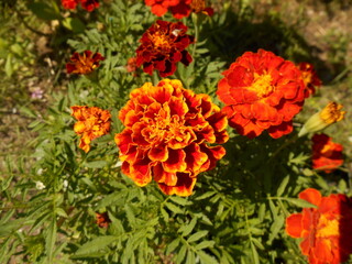 Marigold flowers.