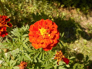 Marigold flowers.