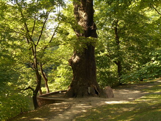 Large old oak tree.
