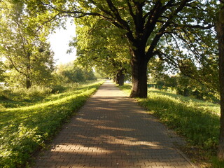 Fototapeta premium Alley in the city park, summer.