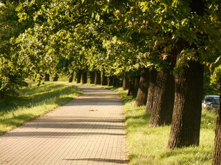 Alley in the city park, summer.