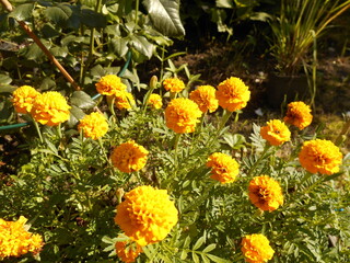 Marigold flowers.