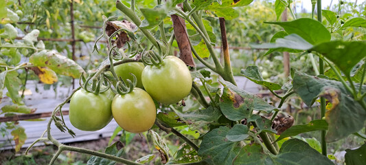 Green organic tomatoes on vine, tomatoes growing on the field	