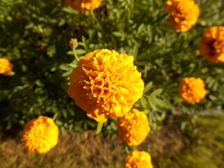 Marigold flowers.