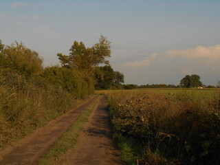 Dirt road, wild vegetation, bushes.