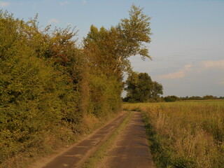 Dirt road, wild vegetation, bushes.