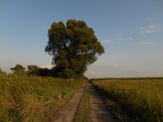 Willow tree by the dirt road.