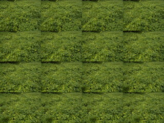 Landscape mosaics multiplexed.