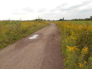 Dirt road, wild vegetation, bushes.
