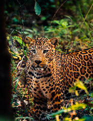 Leopardo de la India caminando por la reserva natural donde viven los tigres